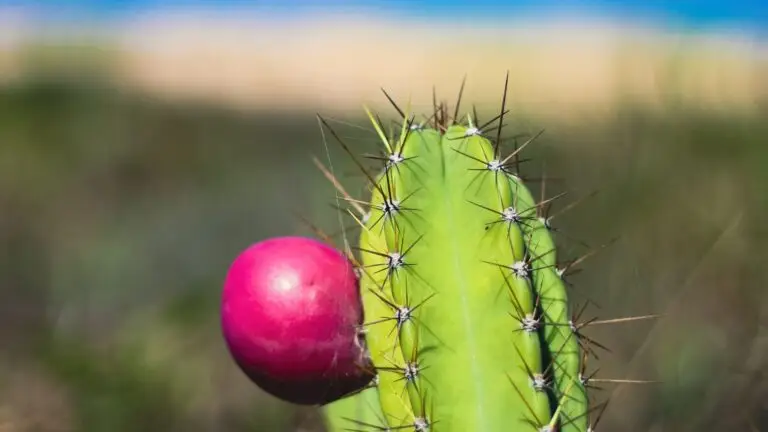 Blog Unah 7 Cacto com fruto rosa em meio à vegetação