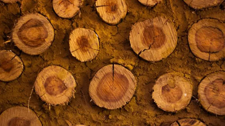 Parede de bioconstrução com toras de madeira e barro