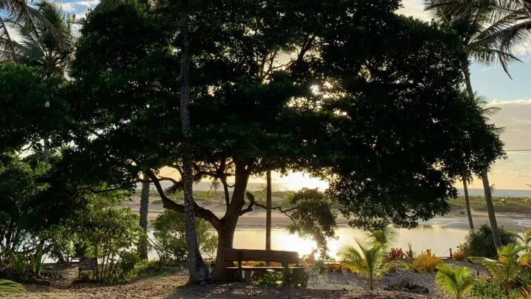Blog Unah 9 Árvore frondosa à beira da lagoa ao entardecer